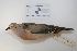 (Zenaida auriculata - MACN-Or-ct 2770)  @14 [ ] Copyright (2012) MACN Museo Argentino de Ciencias Naturales "Bernardino Rivadavia"