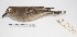  (Agriornis micropterus - MACN-Or-ct 2833)  @13 [ ] Copyright (2012) MACN Museo Argentino de Ciencias Naturales "Bernardino Rivadavia"