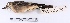 (Agriornis murinus - MACN-Or-ct 2839)  @13 [ ] Copyright (2012) MACN Museo Argentino de Ciencias Naturales "Bernardino Rivadavia"