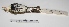  (Corythopis delalandi - MACN-Or-ct 2937)  @13 [ ] Copyright (2012) MACN Museo Argentino de Ciencias Naturales "Bernardino Rivadavia"