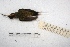  (Phaethornis eurynome - MACN-Or-ct 2941)  @12 [ ] Copyright (2014) MACN Museo Argentino de Ciencias Naturales, Bernardino Rivadavia