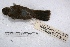  (Oryzoborus angolensis - MACN-Or-ct 2944)  @13 [ ] Copyright (2014) MACN Museo Argentino de Ciencias Naturales, Bernardino Rivadavia