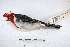  (Paroaria coronata - MACN-Or-ct 3189)  @15 [ ] Copyright (2014) MACN Museo Argentino de Ciencias Naturales, Bernardino Rivadavia