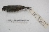  (Sporophila caerulescens - MACN-Or-ct 3211)  @15 [ ] Copyright (2014) MACN Museo Argentino de Ciencias Naturales, Bernardino Rivadavia