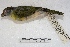  (Cyclarhis gujanensis - MACN-Or-ct 1373)  @15 [ ] Copyright (2014) MACN Museo Argentino de Ciencias Naturales, Bernardino Rivadavia