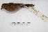  (Coryphospingus cucullatus - MACN-Or-ct 1613)  @15 [ ] Copyright (2014) MACN Museo Argentino de Ciencias Naturales, Bernardino Rivadavia