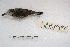  (Arundinicola leucocephala - MACN-Or-ct 2448)  @13 [ ] Copyright (2014) MACN Museo Argentino de Ciencias Naturales, Bernardino Rivadavia