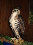  (Spizaetus ornatus - MACN-Or-ct 3314)  @15 [ ] Copyright (2014) MACN Museo Argentino de Ciencias Naturales, Bernardino Rivadavia