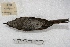  (Griseotyrannus aurantioatrocristatus - MACN-Or-ct 4070)  @12 [ ] Copyright (2014) MACN Museo Argentino de Ciencias Naturales, Bernardino Rivadavia