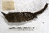  (Myiarchus swainsoni - MACN-Or-ct 4075)  @14 [ ] Copyright (2014) MACN Museo Argentino de Ciencias Naturales, Bernardino Rivadavia
