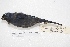  (Stephanophorus diadematus - MACN-Or-ct 4287)  @13 [ ] Copyright (2015) MACN Museo Argentino de Ciencias Naturales, Bernardino Rivadavia