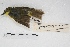  (Pseudocolopteryx acutipennis - MACN-Or-ct 5141)  @12 [ ] Copyright (2015) MACN Museo Argentino de Ciencias Naturales, Bernardino Rivadavia