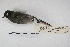  (Knipolegus striaticeps - MACN-Or-ct 5430)  @13 [ ] Copyright (2015) MACN Museo Argentino de Ciencias Naturales, Bernardino Rivadavia