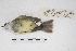  (Mecocerculus leucophrys - MACN-Or-ct 5708)  @12 [ ] Copyright (2015) MACN Museo Argentino de Ciencias Naturales, Bernardino Rivadavia