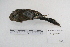  (Saltatricula multicolor - MACN-Or-ct 5337)  @13 [ ] Copyright (2014) MACN Museo Argentino de Ciencias Naturales, Bernardino Rivadavia