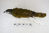  (Saltator maximus - MACN-Or-ct 5973)  @14 [ ] Copyright (2014) MACN Museo Argentino de Ciencias Naturales, Bernardino Rivadavia