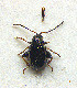  (Longitarsus corynthius - 26D)  @11 [ ] Unspecified (default): All Rights Reserved  Unspecified Unspecified