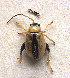  (Longitarsus ochroleucus lindbergi - 24C)  @11 [ ] Unspecified (default): All Rights Reserved  Unspecified Unspecified