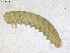  (Eupareophora exarmata - DEI-GISHym19361)  @12 [ ] Copyright (2014) Senckenberg DEI Senckenberg DEI