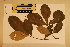  (Sloanea australis ssp parviflora - CNS_CC_6075_A2)  @11 [ ] Copyright (2010) Australia Tropical Herbarium CSIRO, Queensland Government and James Cook University