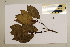  (Polyosma alangiacea - CNS_CC_6077_E11)  @11 [ ] Copyright (2010) Australia Tropical Herbarium CSIRO, Queensland Government and James Cook University