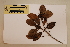  ( - CNS_CC_6076_D10)  @11 [ ] Copyright (2010) Australia Tropical Herbarium CSIRO, Queensland Government and James Cook University
