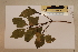  (Elaeocarpus largiflorens ssp largiflorens - CNS_CC_6077_B9)  @11 [ ] Copyright (2010) Australia Tropical Herbarium CSIRO, Queensland Government and James Cook University