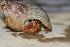  (Pagurus acadianus - BBAY020-02)  @13 [ ] CreativeCommons - Attribution (2012) CBG Photography Group Centre for Biodiversity Genomics
