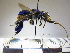  (Euglossa asarophora - BB1877)  @13 [ ] CreativeCommons - Attribution Non-Commercial No Derivatives (2011) Dr. Berry Brosi Emory University