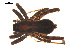  (Pardosa saxatilis - CCDB-05296-F11)  @13 [ ] CreativeCommons - Attribution (2009) Gergin Blagoev, Centre for Biodiversity Genomics Centre for Biodiversity Genomics