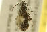  (Bembidion approximatum - BIOUG02014-B10)  @13 [ ] CreativeCommons - Attribution (2012) CBG Photography Group Centre for Biodiversity Genomics