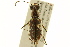  (Ellipsoptera - BIOUG02015-D01)  @14 [ ] CreativeCommons - Attribution (2012) CBG Photography Group Centre for Biodiversity Genomics