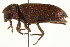  (Hemicoelus - PCPP10-0056)  @14 [ ] CreativeCommons - Attribution (2010) CBG Photography Group Centre for Biodiversity Genomics