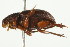  (Psammodius laevipennis - PCPP10-0094)  @13 [ ] CreativeCommons - Attribution (2010) CBG Photography Group Centre for Biodiversity Genomics