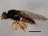 (Elachiptera decipiens - 10BBCDIP-1528)  @14 [ ] CreativeCommons - Attribution (2010) CBG Photography Group Centre for Biodiversity Genomics