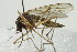  (Aedes fitchii - 10BBCDIP-2316)  @14 [ ] CreativeCommons - Attribution (2010) CBG Photography Group Centre for Biodiversity Genomics