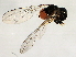  (Dorylomorpha albitarsis - 10BBCDIP-3031)  @13 [ ] CreativeCommons - Attribution (2010) CBG Photography Group Centre for Biodiversity Genomics