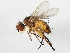  (Siphona cristata - 09BBEDI-0497)  @14 [ ] CreativeCommons - Attribution (2009) Unspecified Centre for Biodiversity Genomics