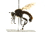  (Laphria janus - 09BBEDI-0020)  @14 [ ] CreativeCommons - Attribution (2009) Unspecified Centre for Biodiversity Genomics