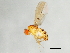  (Drosophila recens - 09BBEDI-1267)  @14 [ ] CreativeCommons - Attribution (2010) Unspecified Centre for Biodiversity Genomics