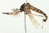  (Psorophora columbiae - BIOUG01818-A01)  @14 [ ] CreativeCommons - Attribution (2012) CBG Photography Group Centre for Biodiversity Genomics