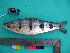  (Schizodon fasciatus - UMSS 10572)  @14 [ ] Copyright (2011) F.M. Carvajal-Vallejos FAUNAGUA