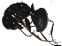  (Camponotus laevigatus - 10BBUFO-0034)  @13 [ ] CreativeCommons - Attribution (2010) CBG Photography Group Centre for Biodiversity Genomics