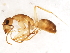  (Camponotus fragilis - 10BBUFO-0041)  @14 [ ] CreativeCommons - Attribution (2010) CBG Photography Group Centre for Biodiversity Genomics