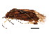  (Tropidosteptes rufusculus - PCPP10-0581)  @14 [ ] CreativeCommons - Attribution (2011) CBG Photography Group Centre for Biodiversity Genomics