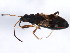  (Ligyrocoris diffusus - 10BBCHEM-0471)  @14 [ ] CreativeCommons - Attribution (2010) CBG Photography Group Centre for Biodiversity Genomics