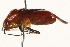  (Tropidosteptes cardinalis - 09BBHEM-0029)  @14 [ ] CreativeCommons - Attribution (2009) Unspecified Centre for Biodiversity Genomics