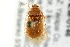  (Deraeocoris cochise - 09BBHEM-0146)  @13 [ ] CreativeCommons - Attribution (2009) Unspecified Centre for Biodiversity Genomics