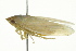  (Gyponana angulata - BIOUG02097-G05)  @13 [ ] CreativeCommons - Attribution (2012) CBG Photography Group Centre for Biodiversity Genomics