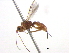  (Heterospilus prosopidis - BIOUG02487-G07)  @14 [ ] CreativeCommons - Attribution (2013) CBG Photography Group Centre for Biodiversity Genomics
